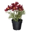 Picture of Artificial Potted Plant